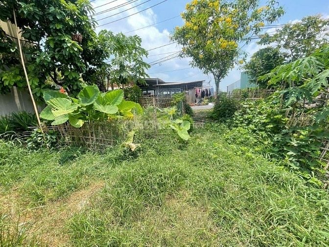 CẦN BÁN GẤP ĐẤT THỔ CƯ 337m2 ĐƯỜNG NGUYỄN THỊ CẨM , XÃ TÂN PHÚ TRUNG