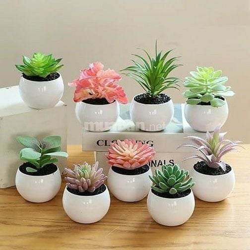 Chậu cây mini trang trí phòng dễ thương , chậu cây sen đá mini
