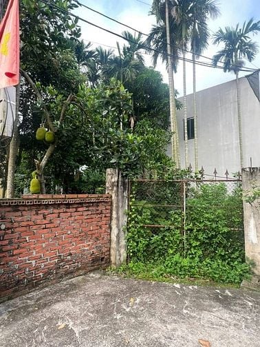 BÁN ĐẤT THÔN ĐÔNG PHÙ LỖ 224m2 GIÁ CHỈ 5.35