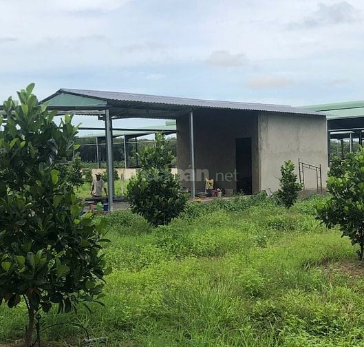 Đất Bình Dương 250m2 - 680 triệu sổ hồng trao tay