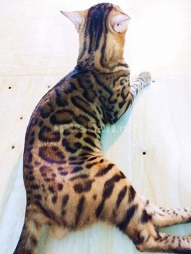 Xả mèo bengal nhà trồng giá rẻ