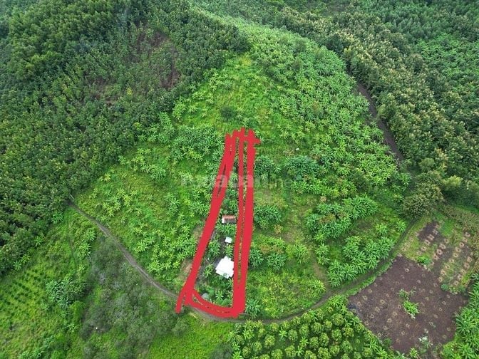1 sào đất vườn view sông La Ngà, trái cây đủ loại