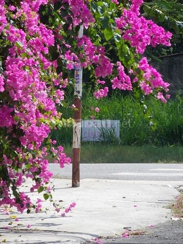GÓC VÀNG” ĐẤT GẦN CAO TỐC, SÔNG LA NGÀ, QUỐC LỘ 20 GIÁ CHỈ 990 TRIỆU