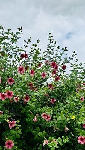 1.050m²  Sổ hồng riêng. Giá trọn sổ chỉ 900 triệu 