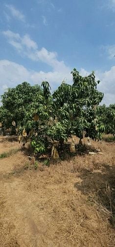 BÁN VƯỜN XOÀI ĐANG THU HOẠCH TẠI XÃ SÔNG BÌNH, BẮC BÌNH, BÌNH THUẬN