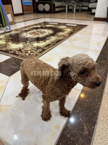 Cần bán 3 em chó. Giá sinh viên. Thuỵ Khuê. Tây hồ. HN