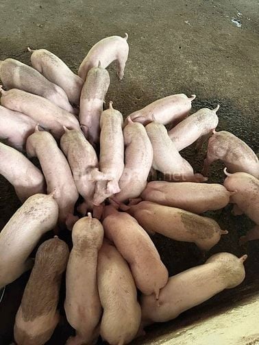 Bán heo giống nuôi vườn gia đình
