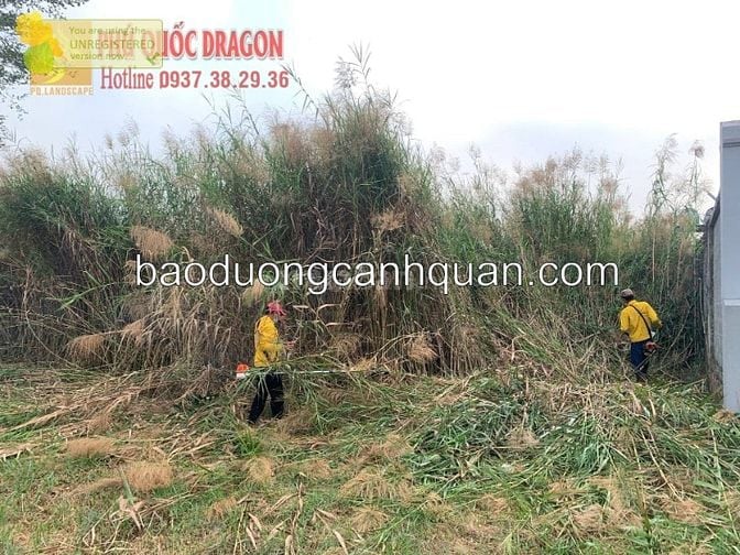 Dịch vụ cắt c.ỏ ở Đồng Nai, HCM giá rẻ trọn gói 