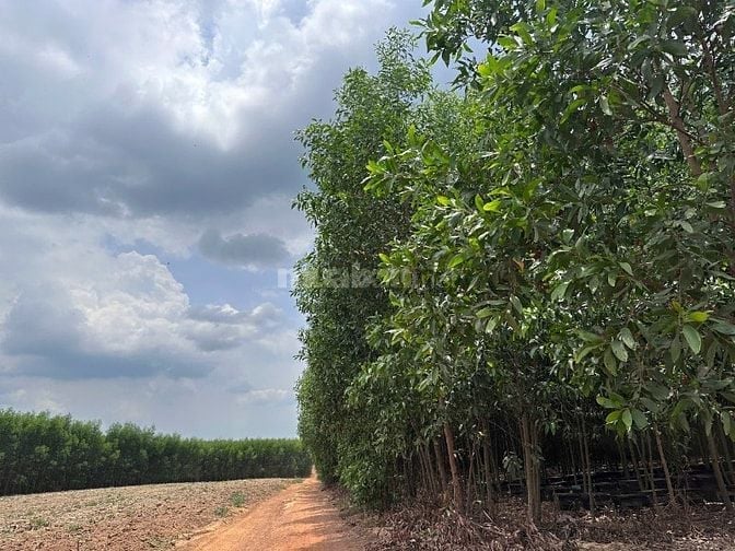60Tr/1000m2 Định Quán, Thích hợp trồng sầu riêng, cây lâu năm....