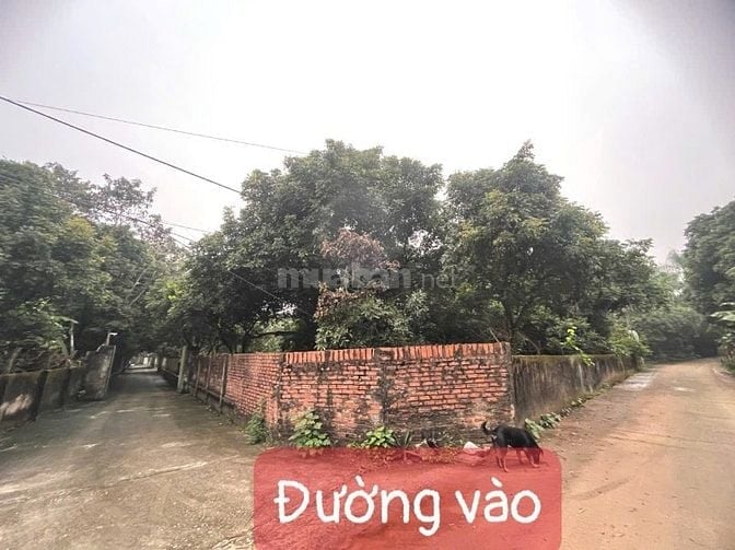 Cho thuê biệt thự nhà vườn 7000m2 tại Đan Phượng, Hà Nội (ráp sông Đáy