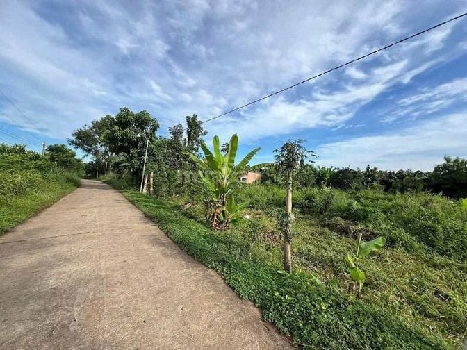 chính chủ cần bán 1000m2 đất trồng xoài thái giá rẻ