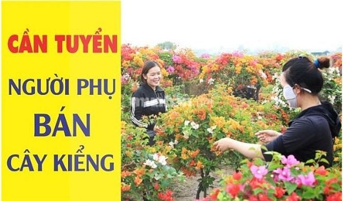 Cẩn tuyển 01 Nam có sức khỏe tốt, phụ bán cây Kiểng tại Gò Vấp TPHCM