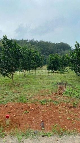 còn 3 lô tân hòa đồng phú anh chị quan tâm liên hệ em để được hỗ trợ