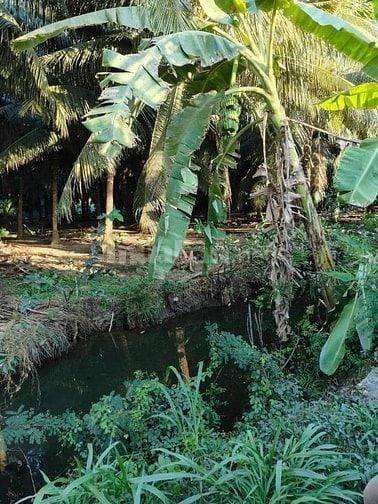 Bán rẻ 1670m2 đất CLN ấp Trung Hòa - Xã Trung Hòa - Huyện Chợ Gạo