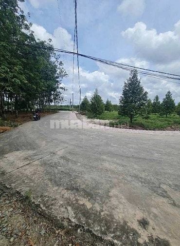 Nhà em có vườn sầu riêng năm 3 gần đến mùa thu hoạch muốn đi gấp