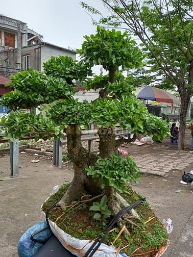 Hàng Hiếm! Phân lô Hoàng Ngân- Đỗ Quang 88m2. 4.5 tầng. Mt5.8m