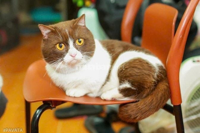 Nhận phối mèo Bicolor Cinnamon Munchkin chân lùn tai cụp 