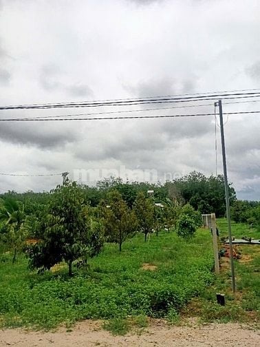 vườn trái cây Minh Thạnh có sẵn thổ cư.