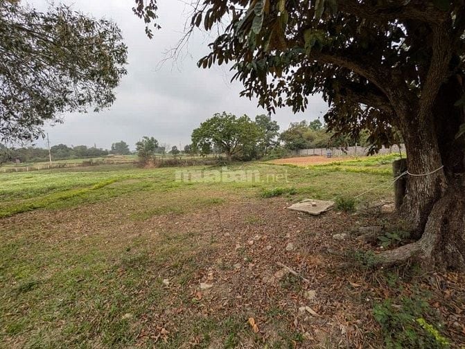 Chính chủ bán đất 80m² sổ đỏ,Thanh Mỹ, Sơn Tây, Hà Nội