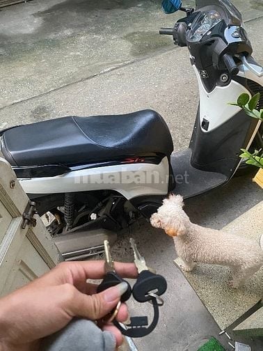 SH Nhập Ý 125 xe chính chủ đang đi cẩn bán 