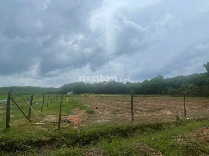 CTY ĐẤU GIÁ HỢP DANH TRỰC TUYẾN VIỆT NAM (VNOA) TỔ CHỨC ĐẤU GIÁ