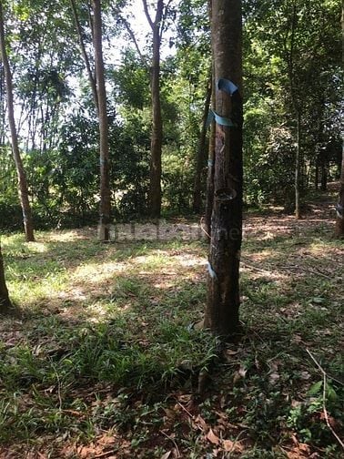 Chính chủ - Bán đất cao su mặt tiền đường kết nối DT 753 đi qua ngã tư