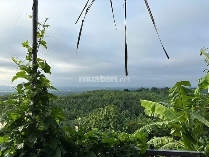 CHÍNH CHỦ BÁN GẤP 1.080M² VƯỜN NGHỈ DƯỠNG VIEW HỒ TRỊ AN 900 TRIỆU 