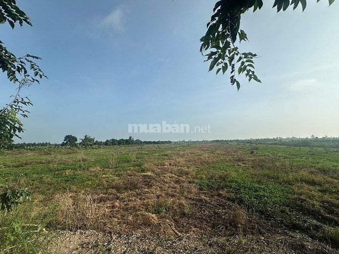 Bán 15 - 32 công đất (xã Láng Biển, Tháp Mười, Đồng Tháp)