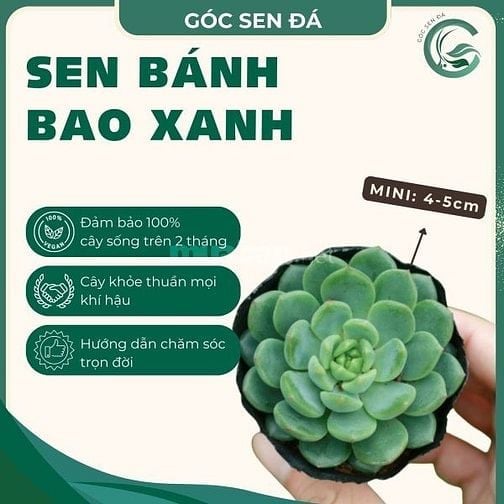 Sen Bánh Bao Xanh Mini 4-5 cm 