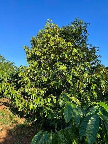 Bán đất vườn sầu riêng mặt hồ siêu đẹp