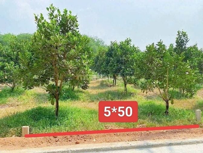 Vườn mít sẵn thổ cư ngay trung tâm xã 385tr