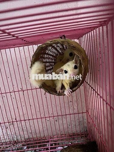 cập sóc út ace có gl dream nào có giấy đi làm ko
