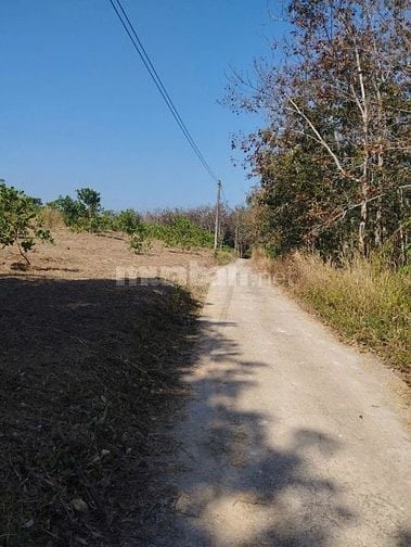 Cần Tiền làm ăn chính chủ  Bán gấp 1ha điều Thôn 3 , Đức Liễu bù đăng