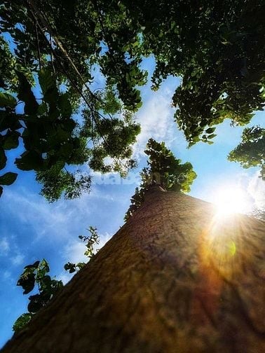Mảnh vườn đón gió lồng lộng từ hồ Trị An siêu trong lành, mát mẻ