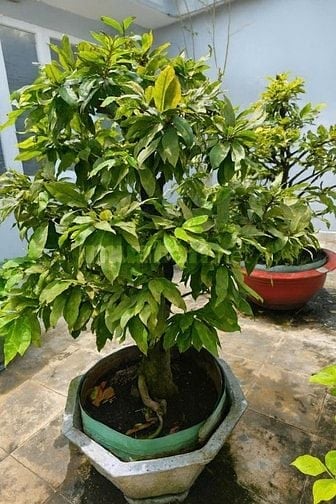 BÁN CÂY CẢNH GIÁ TỐT -Mai Tứ Quý & Mai Vàng Ghép-Bồ Đề Bông Sai 