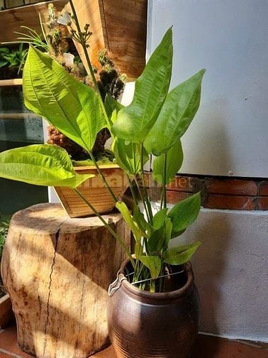 bán căn hộ TT Vọng Hà, chỉ việc xách vali về ở