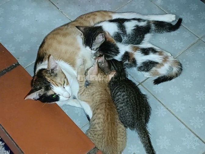 Cho tặng mèo ta dưới 3 tháng tuổi