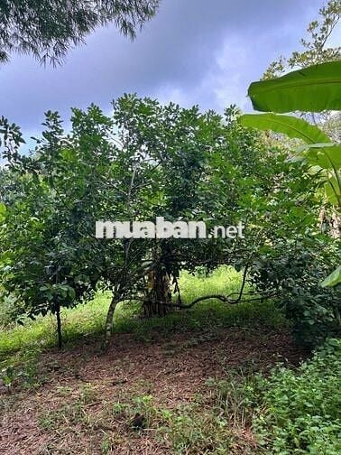 Cần bán 4000m2 Kim Long có 80 Thổ cư mặt tiền 83m măt tiềnđường nhựa