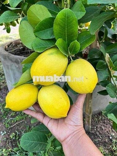 Bán đất vườn trái cây ngay ngã tư dầu giây giá 900 triệu 1 sào