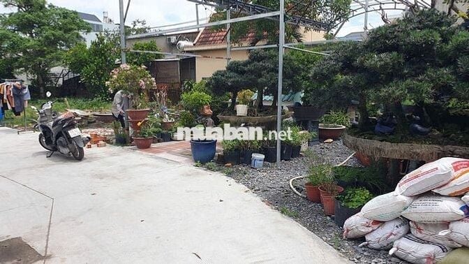 Đất thổ cư 14m x12.5m, gần trường Tam Đông, Thới Tam Thôn, Hóc Môn