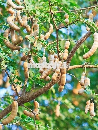 Bán Gấp Lô Đất Vườn Trái Cây Chính Chủ Tại Đồng Nai
