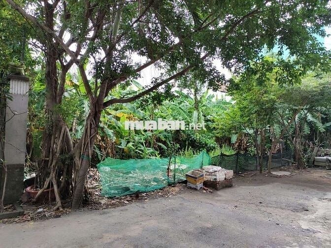 BÁN LÔ ĐẤT 239M2, NGANG 12m X 20m, HIỆP BÌNH CHÁNH, THỦ ĐỨC 15, X t.ỷ.