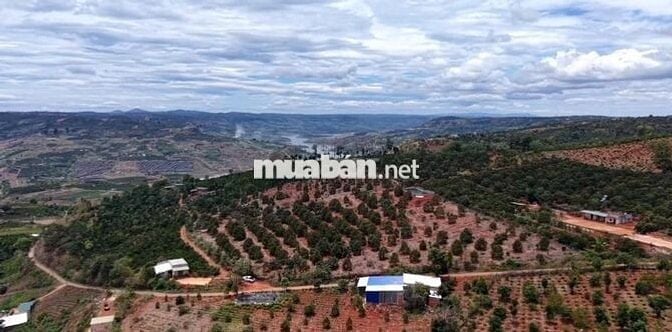 Vườn sầu riêng 1000m² 80mONT chỉ 760 triệu Đan Phượng Lâm Hà