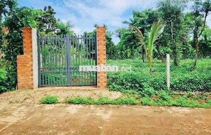 Chính chủ bán vườn 2500m2 có nhà cấp 4 ngay UBND Tân Hiệp - Bình Dương