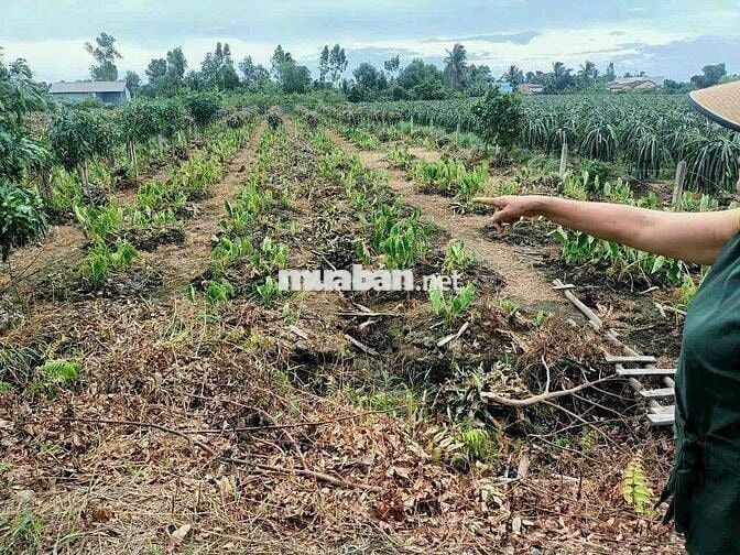 450m Đất Vườn Có Sẳn Cây Ăn Trái