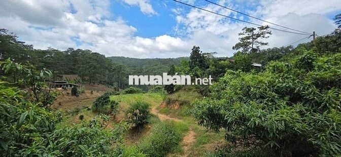 BÁN LÔ ĐẤT ĐẸP GIÁ RẺ – PHƯỜNG XUÂN TRƯỜNG, ĐÀ LẠT