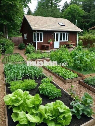 HẠ GIÁ BÁN LÔ ĐẤT THỔ + VƯỜN 10×54