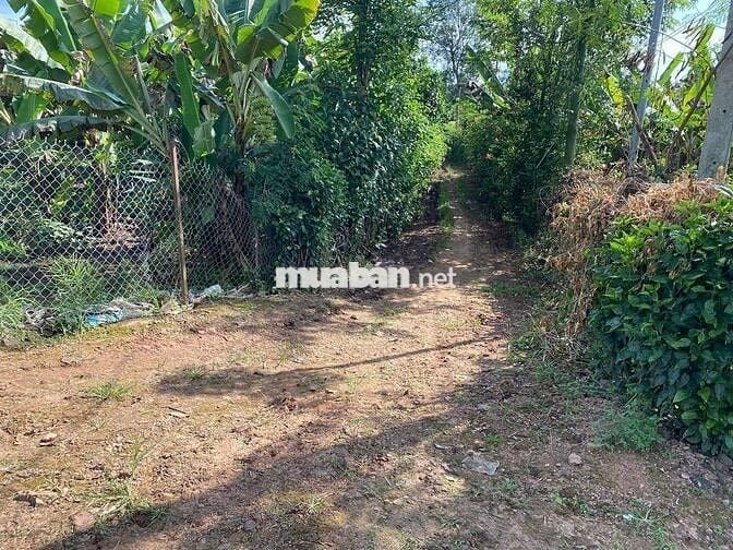 Đất nền full thổ 150m2 , đường 6m , chính chủ