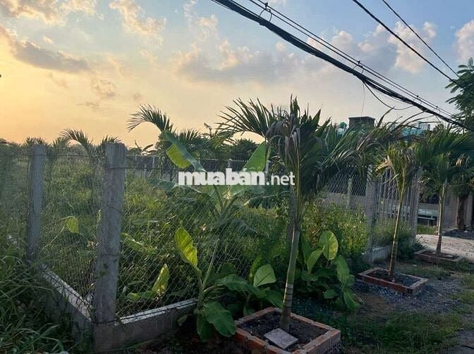 MẶT TIỀN  ĐƯỜNG BÙI VĂN SỰ - DT  15,5M X 35M - DÂN ĐÔNG ĐÚC  - 4.3 TỶ