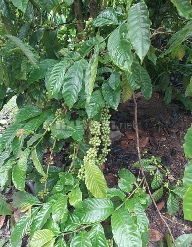 Ứng tuyển KỸ Sư Điện, KỸ Sư Trưởng Toà nhà, Kỹ Sư GIám Sát MEP